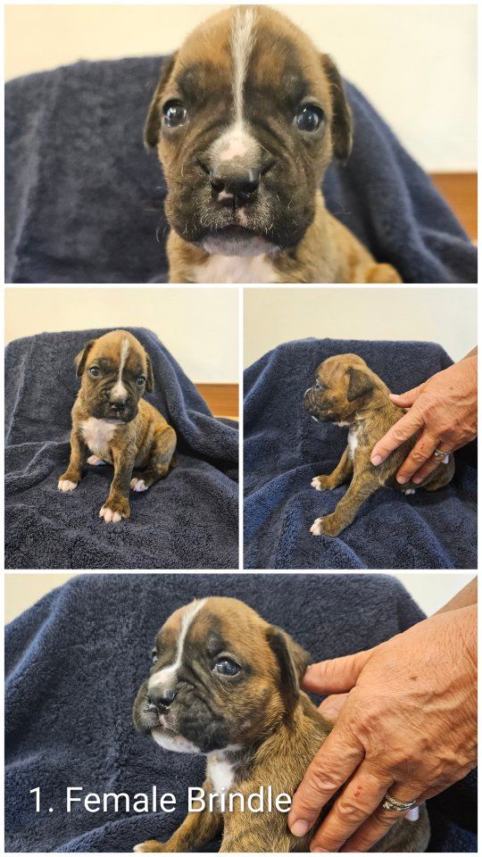 Boxer Puppies - Fawn and Brindle - Available Now