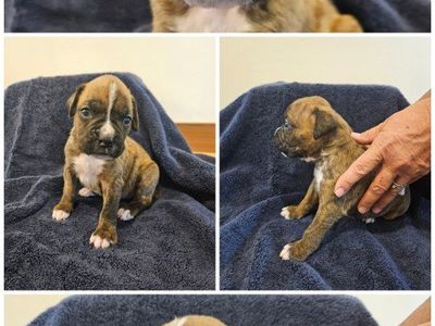 Boxer Puppies - Fawn and Brindle - Available Now