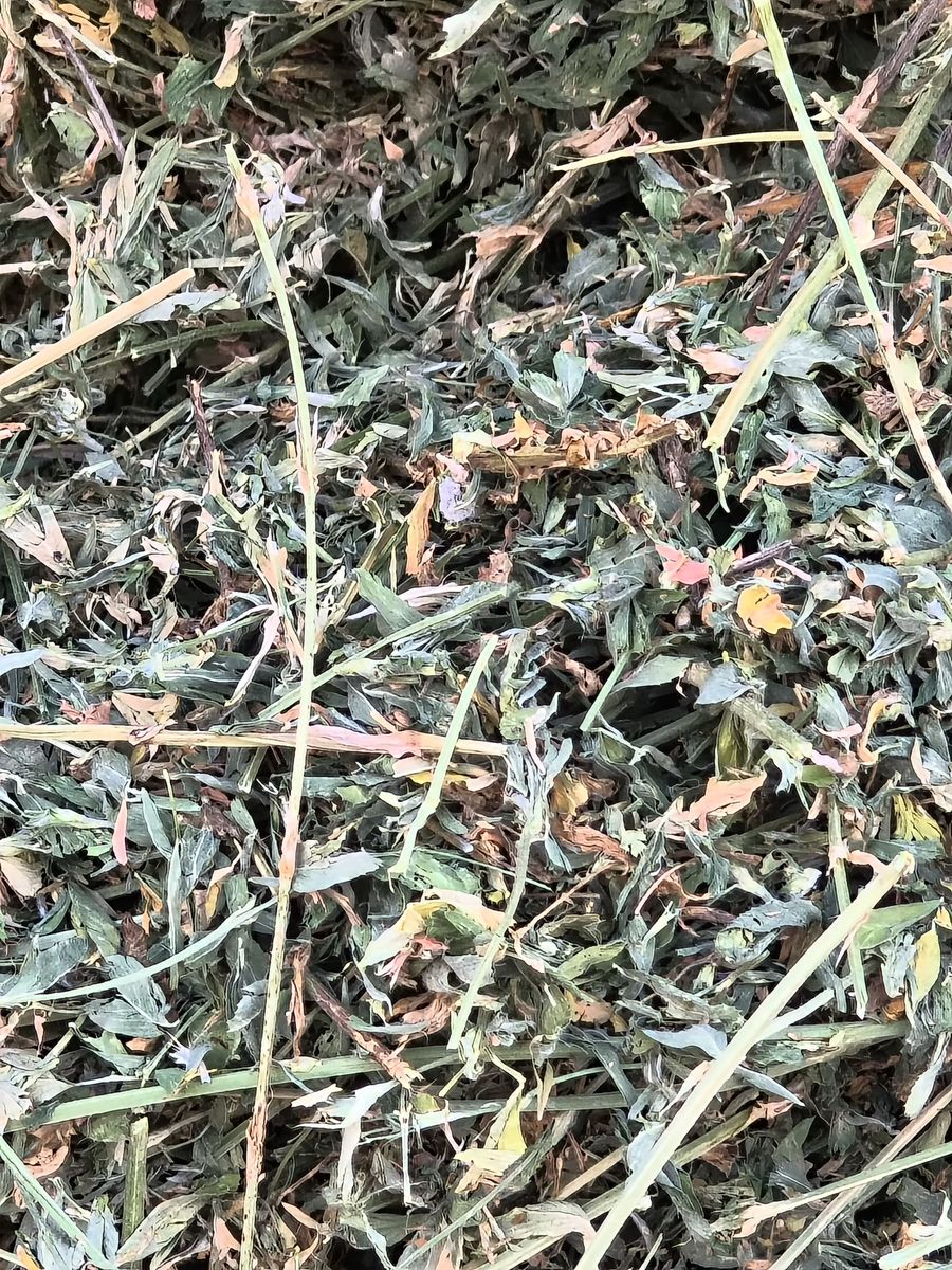 Clean Alfalfa Hay 