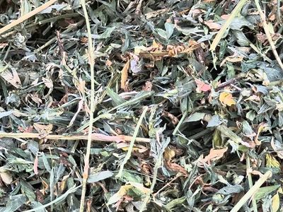Clean Alfalfa Hay