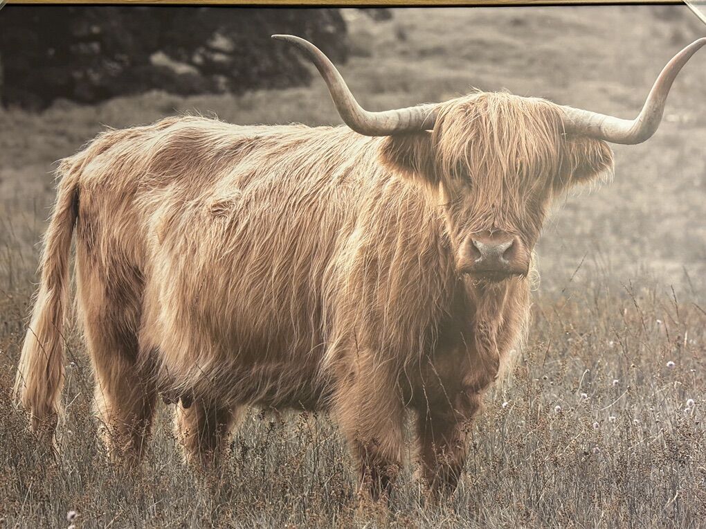 Highland Cow Framed Canvas
