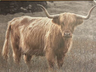 Highland Cow Framed Canvas