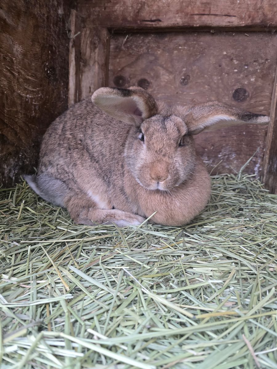 Rabbits For Free