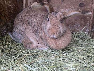 Rabbits For Free