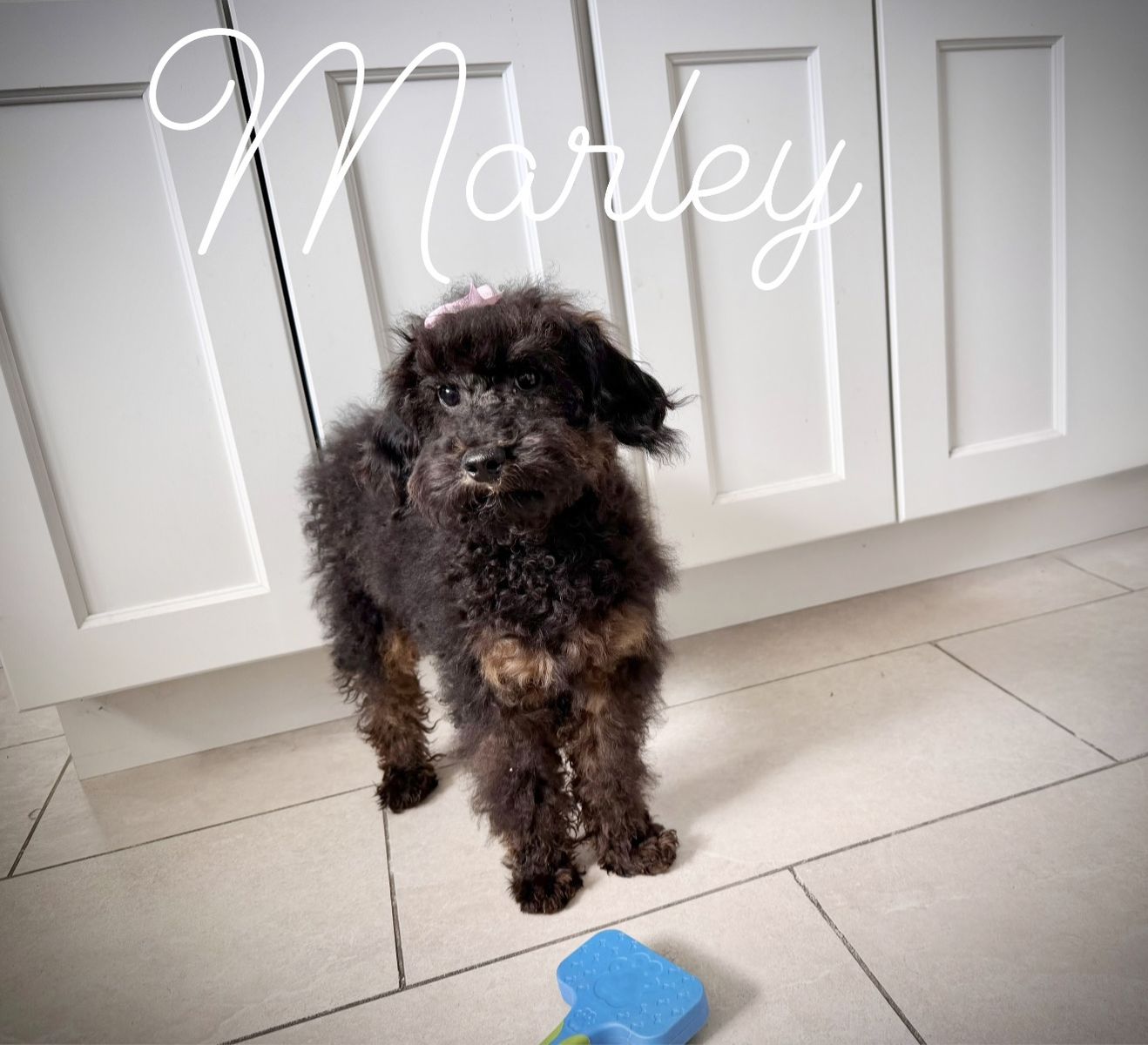 Mini poodle girl