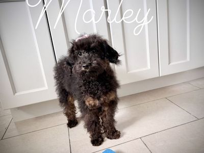 Mini poodle girl