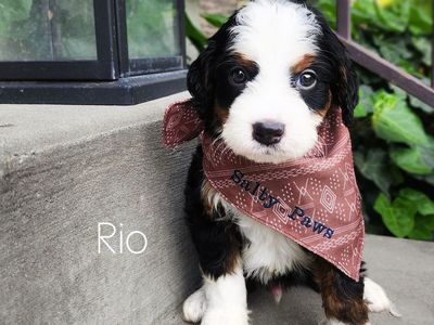 Mini Bernedoodles- Males and Females