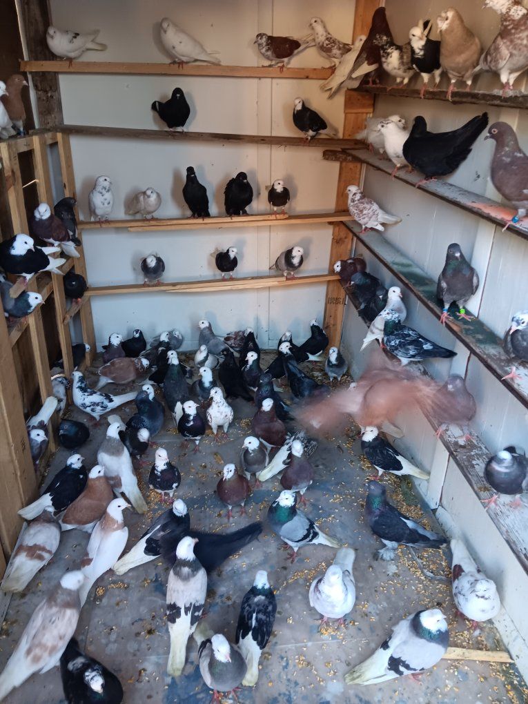 pigeon