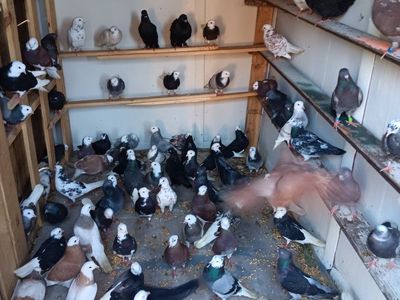 pigeon