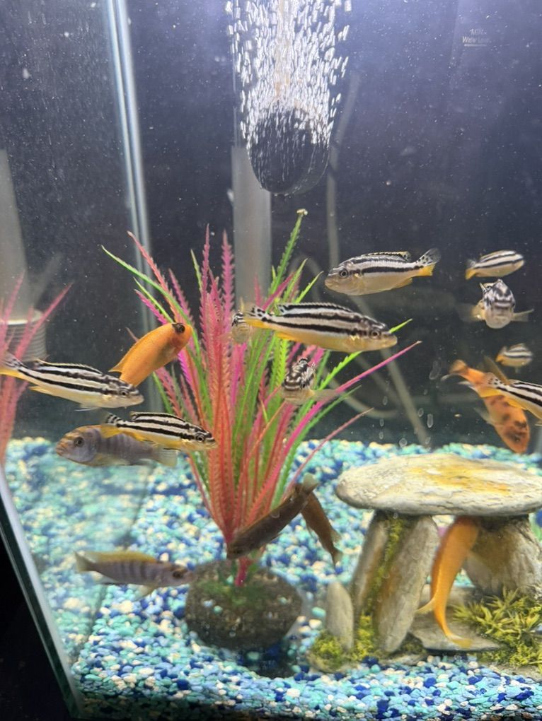 African Cichlids - Medium 2$