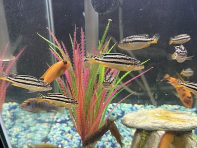 African Cichlids - Medium 2$