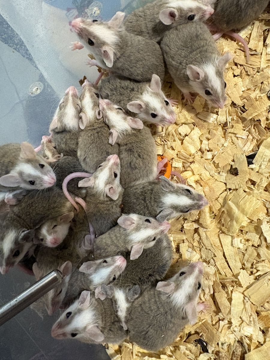 Asf rats