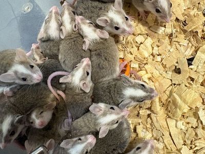 Asf rats