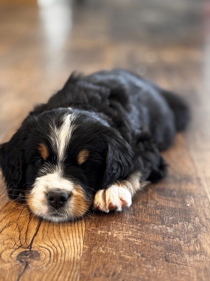 Reverse Bernedoodles. 75% Bernese Mountain/25% Poodle. READY NOW- 8 Weeks old. 
