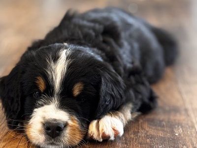 Reverse Bernedoodles. 75% Bernese Mountain/25% Poodle. READY NOW- 8 Weeks old.