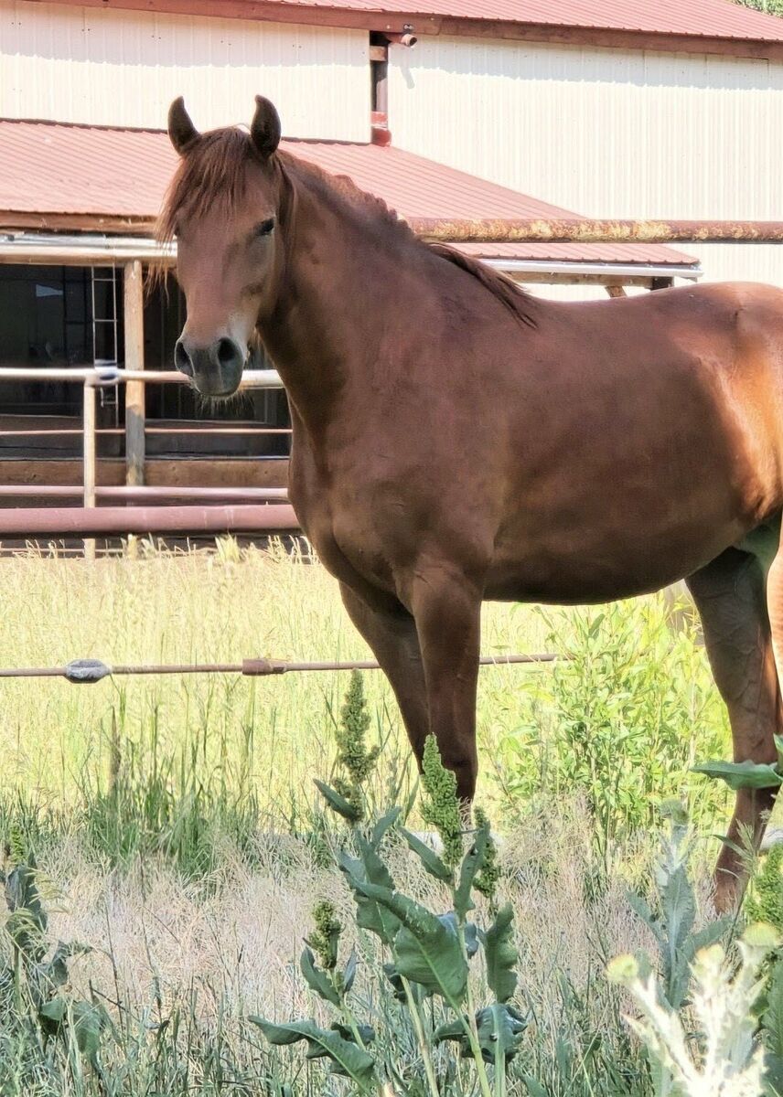 Reg. MFT Trail Extraordinare prospect