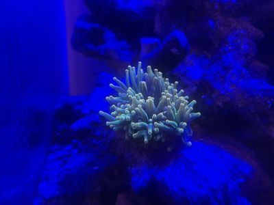 Colorado sunburst anemone