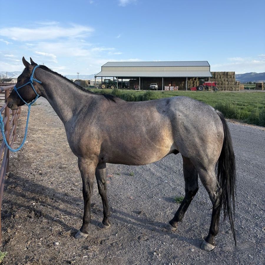 2022 Gelding