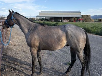 2022 Gelding