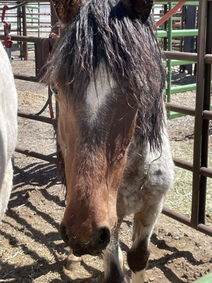 Little paint bay roan