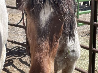 Little paint bay roan