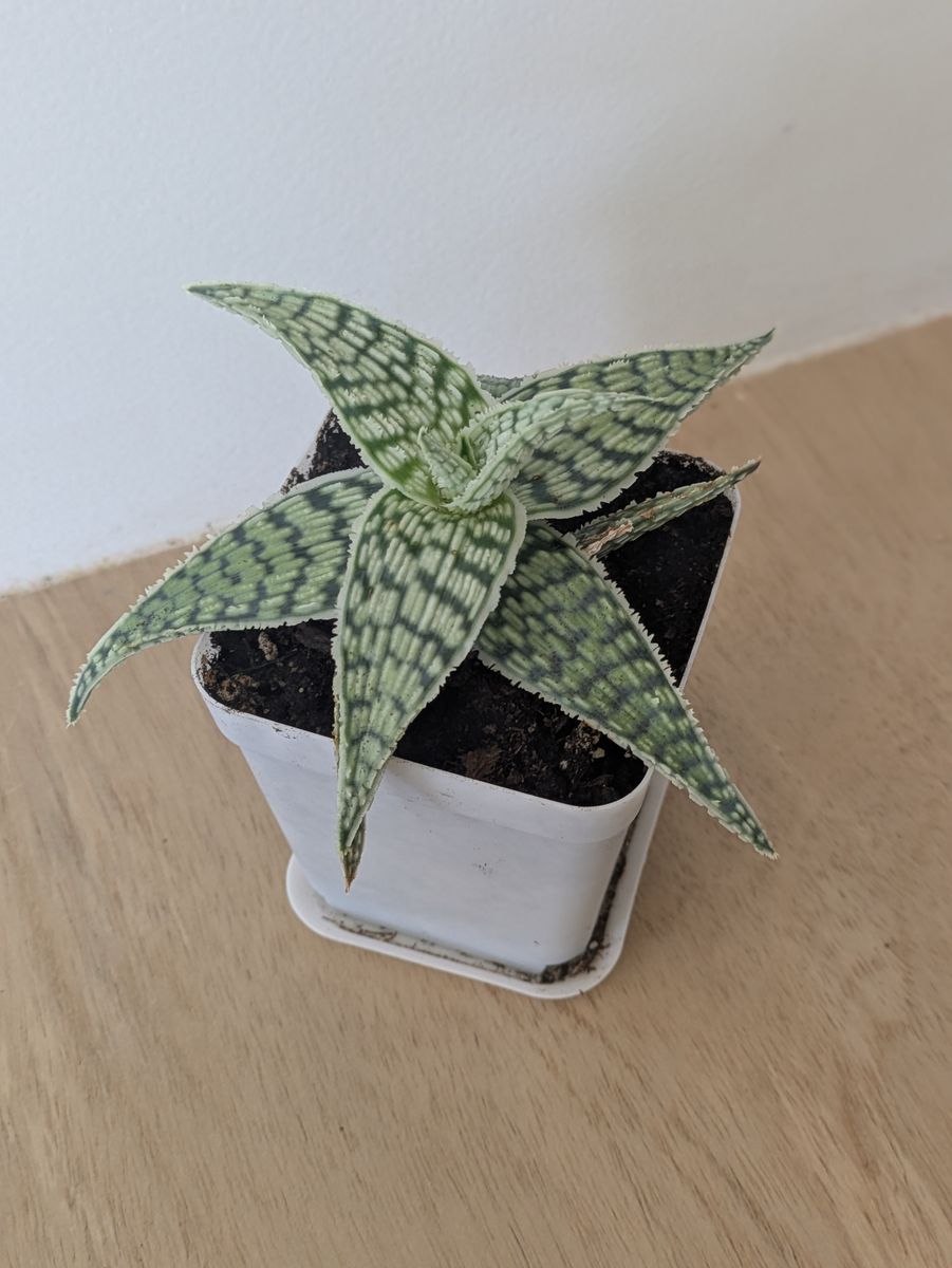 Aloe Vera house plant