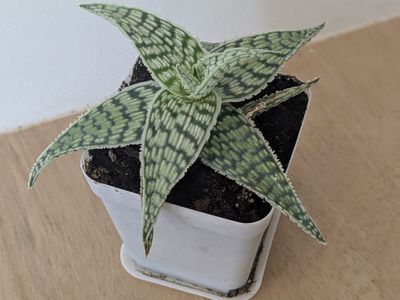 Aloe Vera house plant