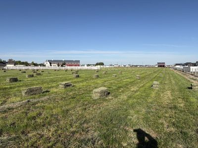 Clean Grass Hay
