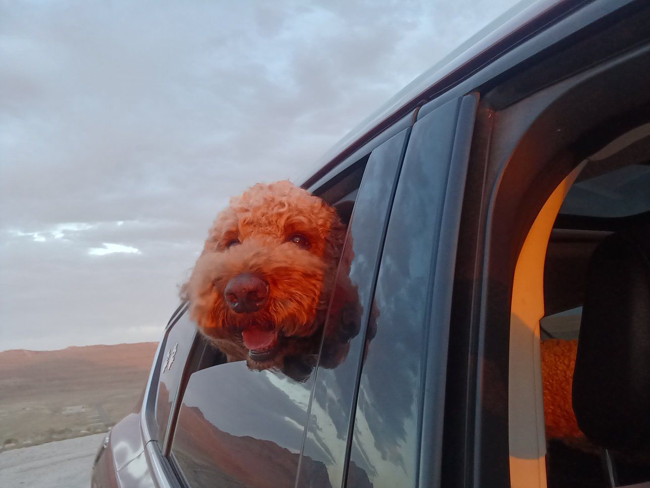 Red AKC Standard Poodle Stud  Goldendoodle and Labradoodle
