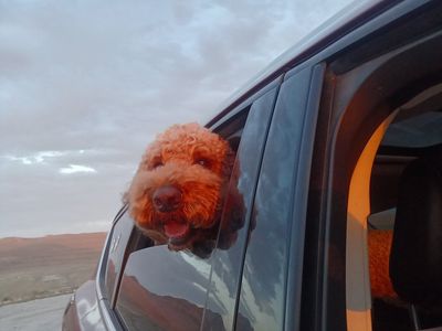 Red AKC Standard Poodle Stud Goldendoodle and Labradoodle