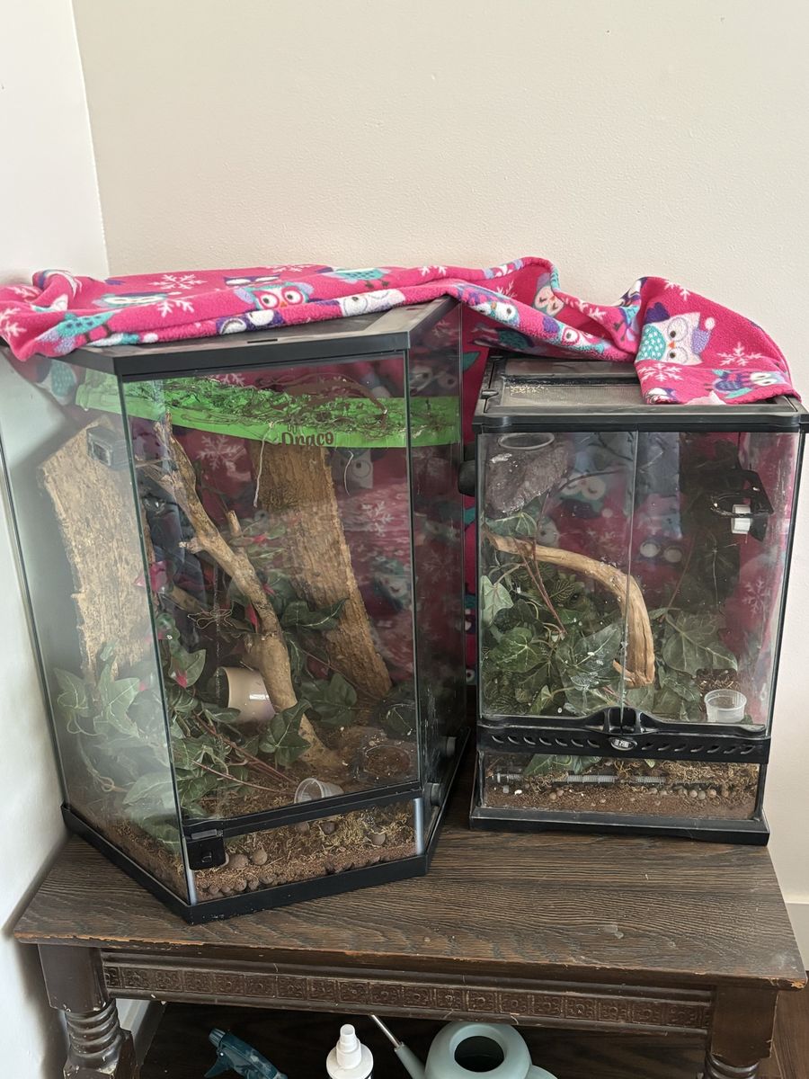 Crested Geckos - Bert and Ernie