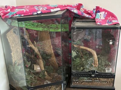 Crested Geckos - Bert and Ernie