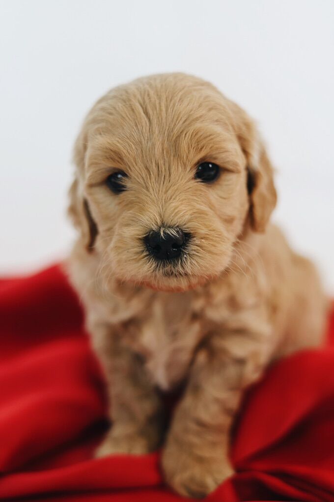 Mini English cream Goldendoodles / Cavapoo