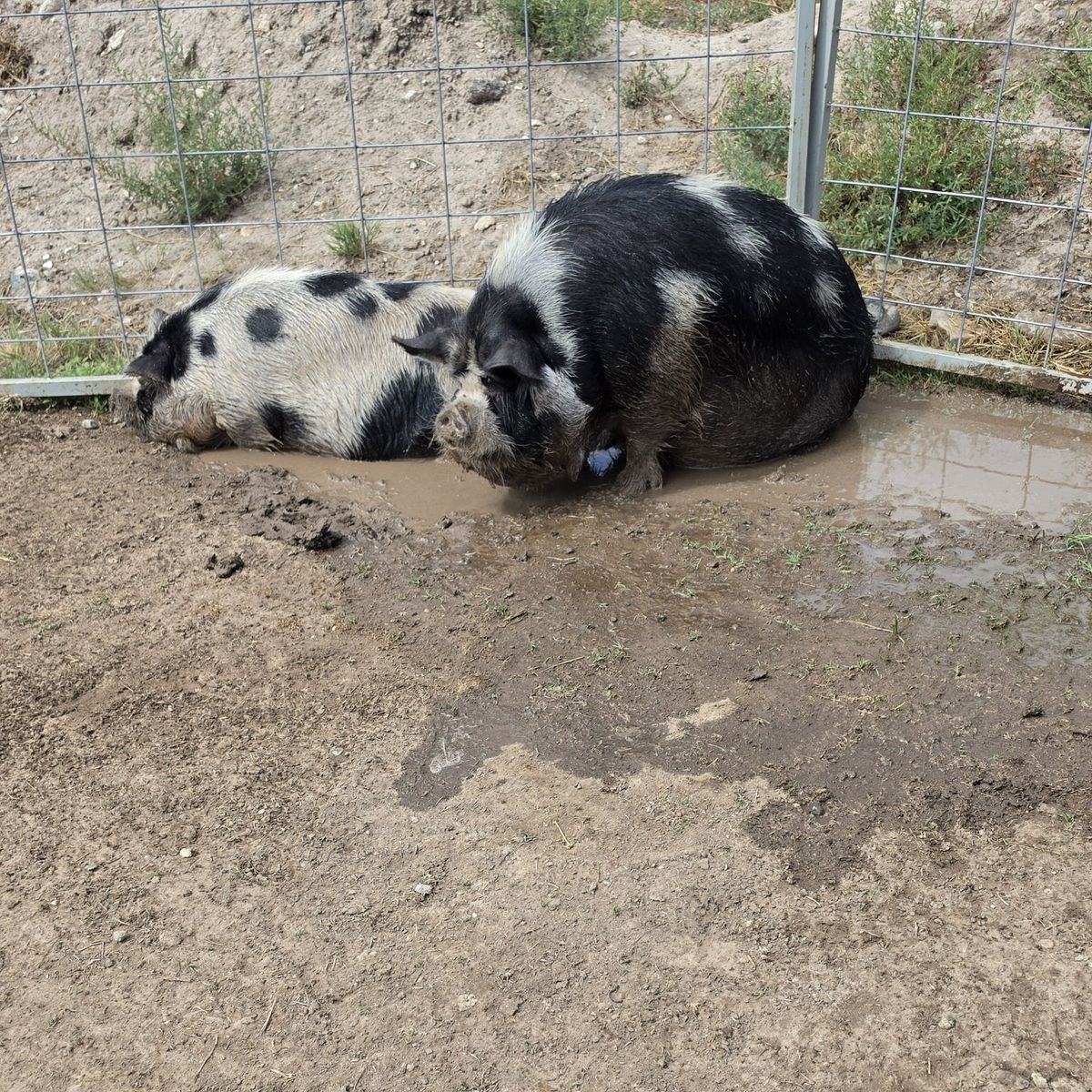 kune kune breeding pigs