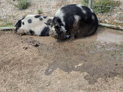kune kune breeding pigs