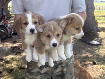 AKC Pembroke Welsh Corgis