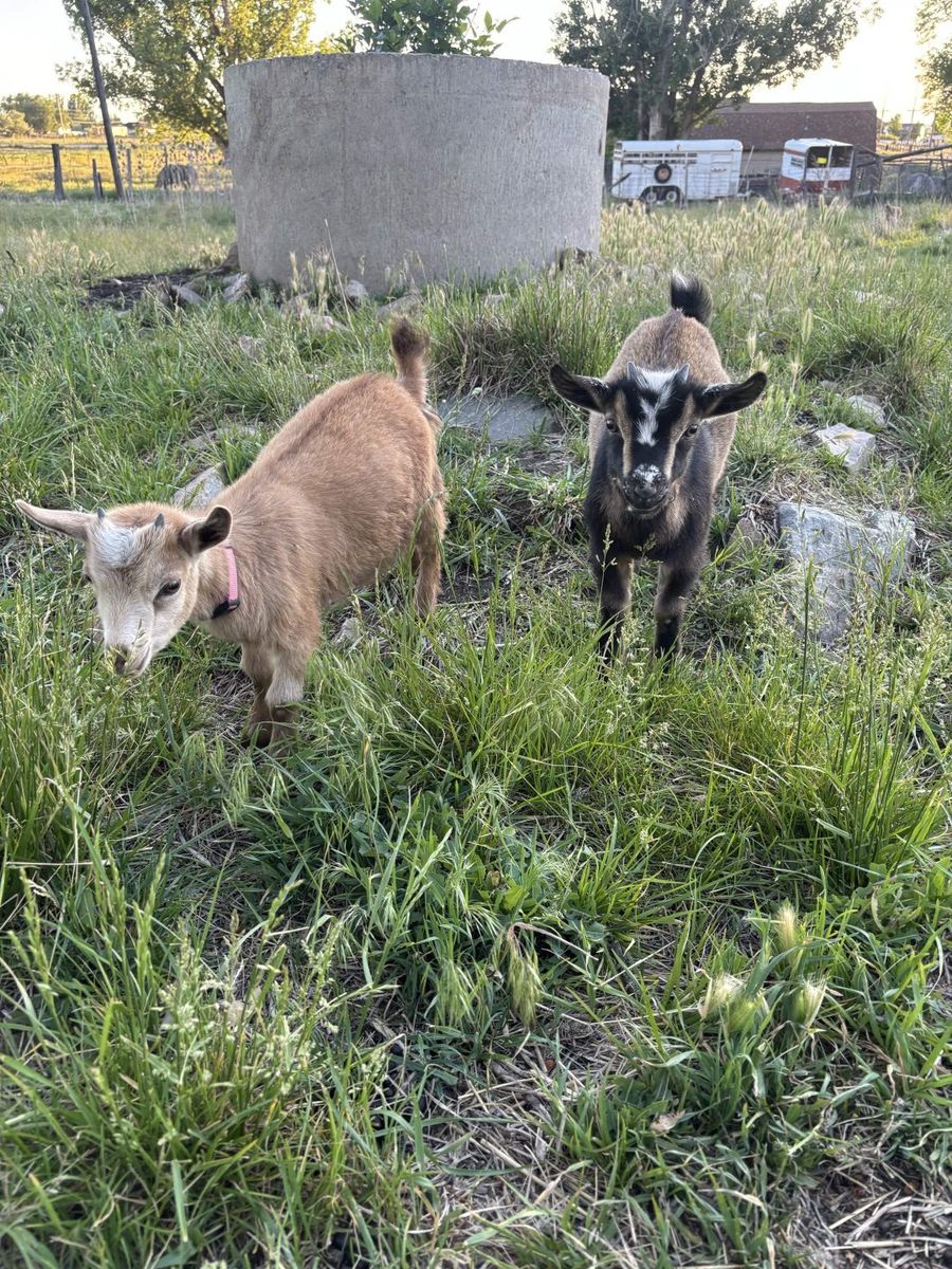 Doeling Dwarf Nigerian Goats