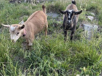 Doeling Dwarf Nigerian Goats
