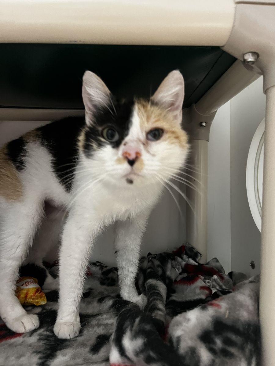 A162653, Lady Catherine is Available for Adoption