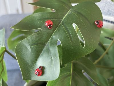 Adorable Micro Ladybug Plant Pet Magnets - 5 pack - Tons Available