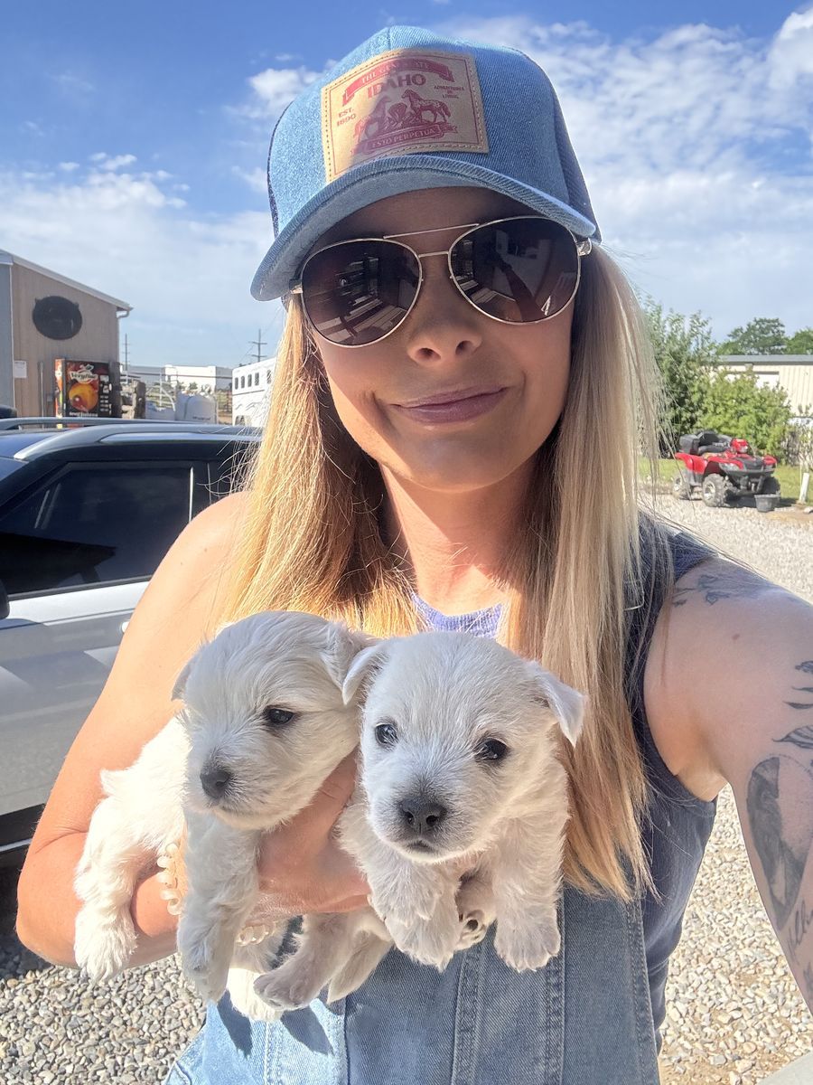 AKC Health Tested Westie Puppies