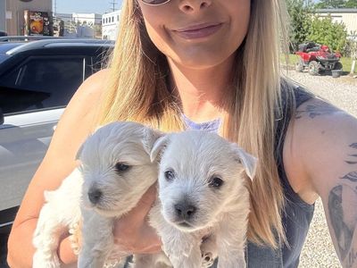 AKC Health Tested Westie Puppies