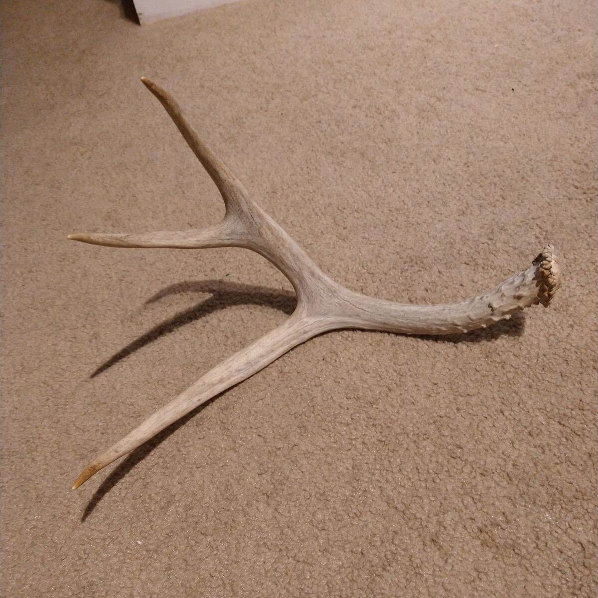 Deer antler
