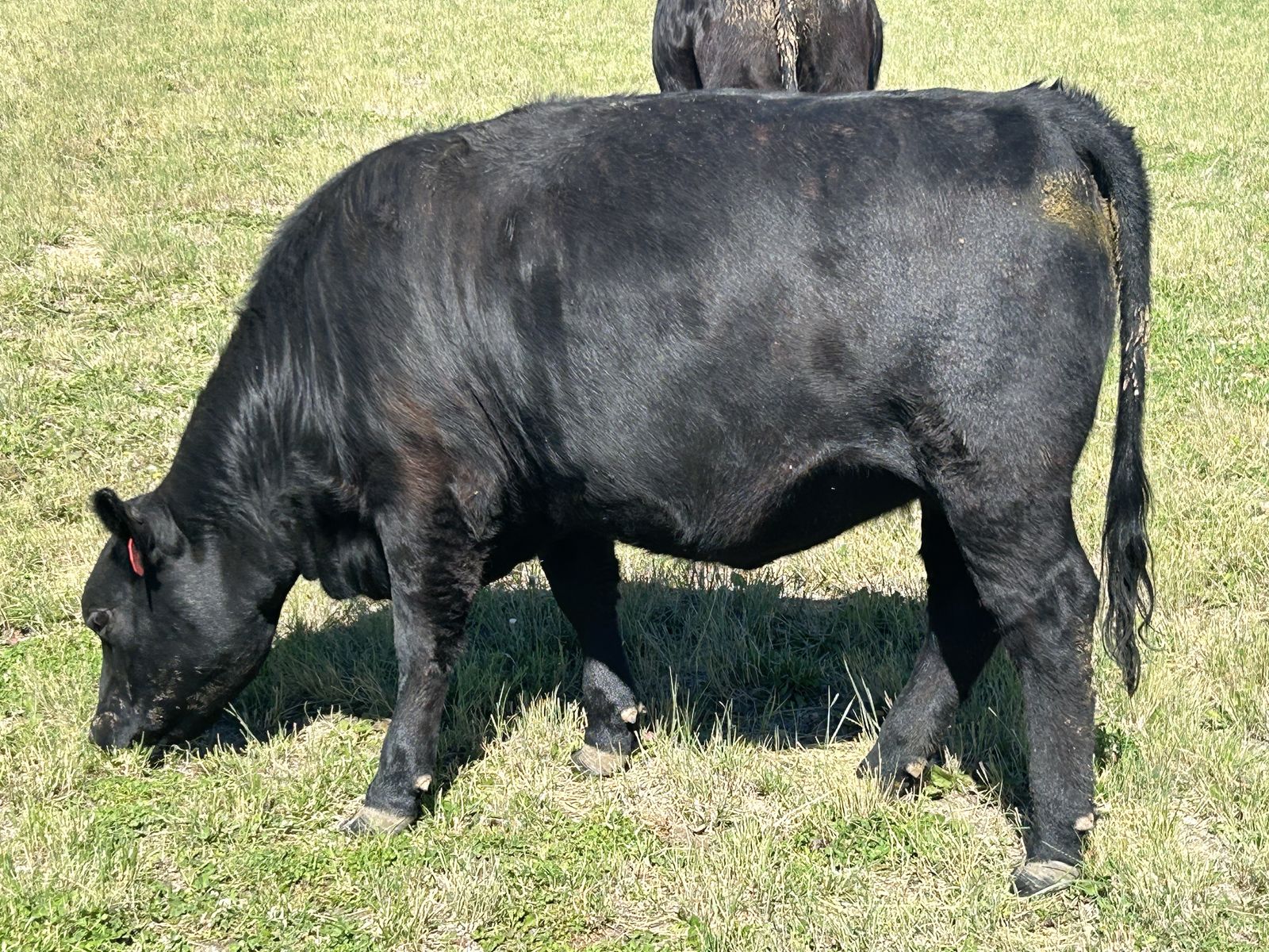 Aberdeen Angus - Lowline Heifer (Bred)