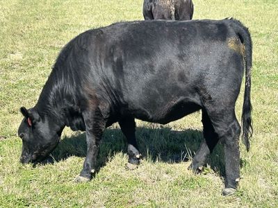 Aberdeen Angus - Lowline Heifer (Bred)