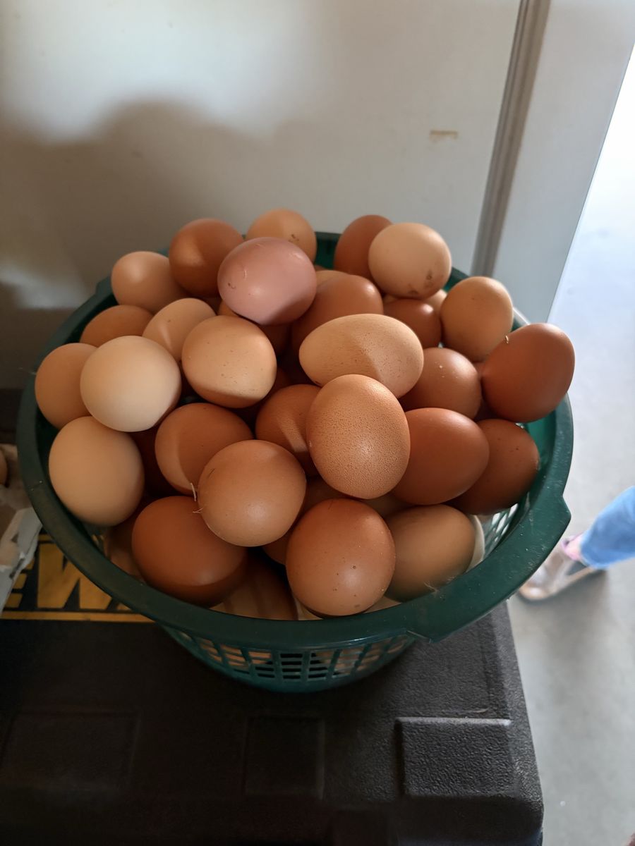Free range chicken eggs