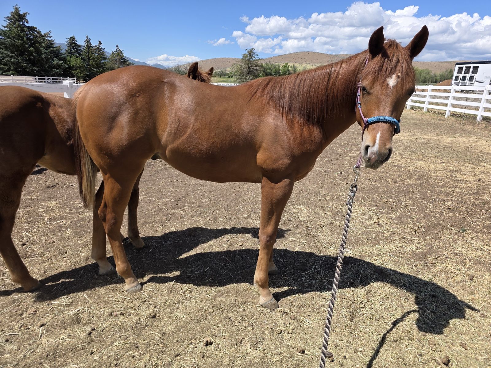 AQHA yearling gelding