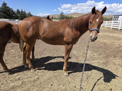 AQHA yearling gelding
