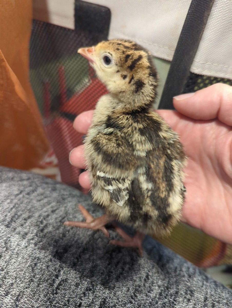 Heritage Bronze Turkey Poults