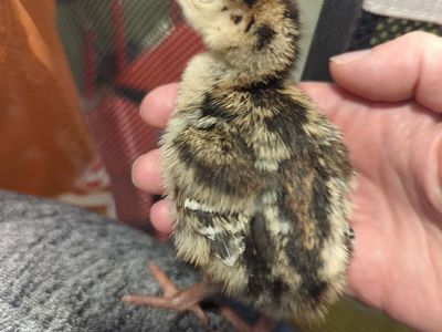 Heritage Bronze Turkey Poults